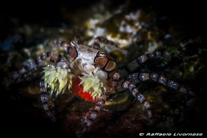 Boxer crab with pon pons and eggs by Raffaele Livornese 